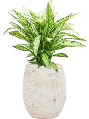 Dieffenbachia 'Vesuvius' in Baq Algar Office Plant With Pot 76cm Height 24cm Dia