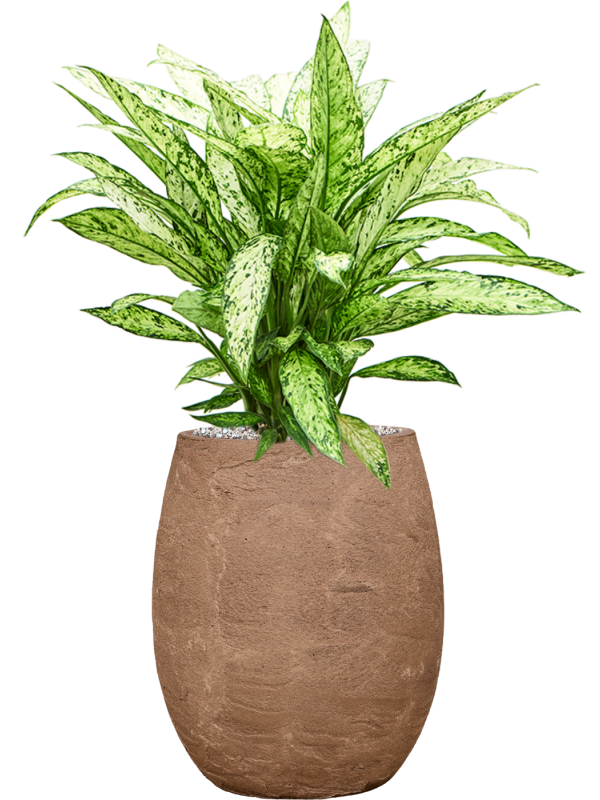 Dieffenbachia 'Vesuvius' in Baq Algar Office Plant With Pot 77cm Height 24cm Dia