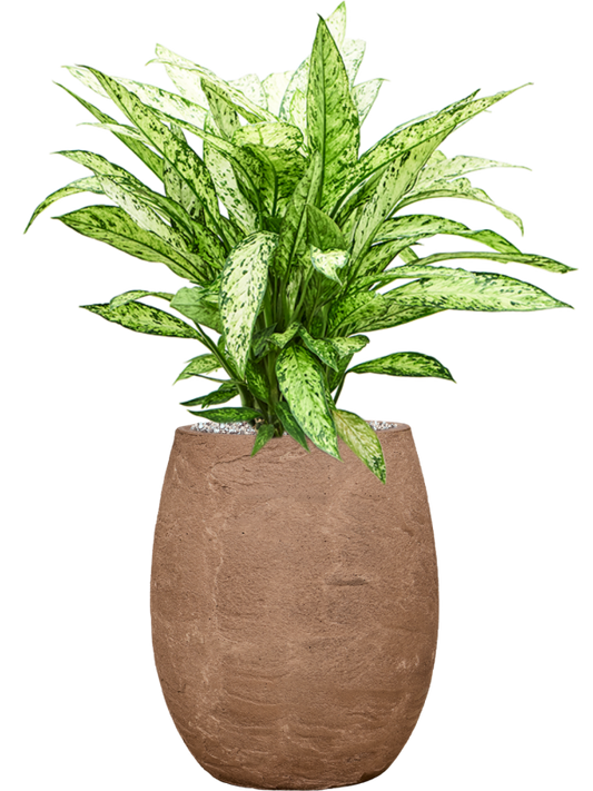 Dieffenbachia 'Vesuvius' in Baq Algar Office Plant With Pot 77cm Height 24cm Dia