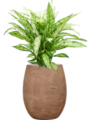 Dieffenbachia 'Vesuvius' in Baq Algar Office Plant With Pot 77cm Height 24cm Dia