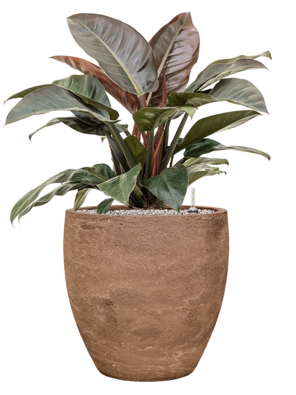 Philodendron `Imperial Red' in Baq Algar Office Plant With Pot 92cm Height 43cm Dia