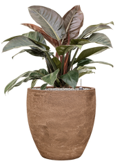 Philodendron `Imperial Red' in Baq Algar Office Plant With Pot 92cm Height 43cm Dia