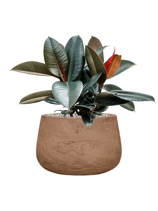 Ficus elastica 'Abidjan' in Baq Algar Office Plant With Pot 54cm Height 31cm Dia