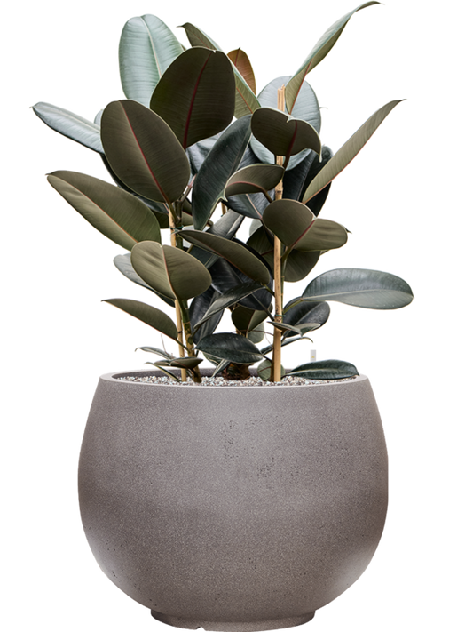 Ficus elastica 'Abidjan' in Rotunda Urban Office Plant With Pot 91cm Height 39.5cm Dia