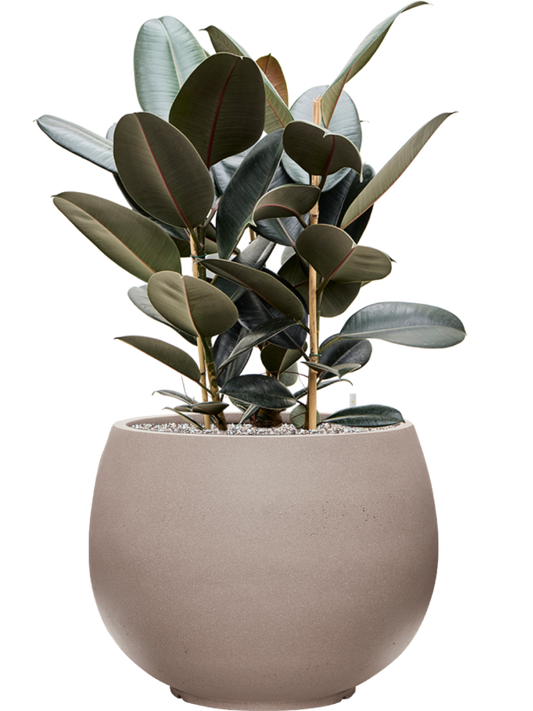 Ficus elastica 'Abidjan' in Rotunda Urban Office Plant With Pot 91cm Height 39.5cm Dia