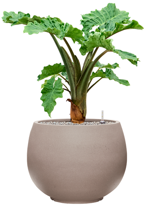 Alocasia 'Low Rider' in Rotunda Urban Office Plant With Pot 90cm Height 39.5cm Dia