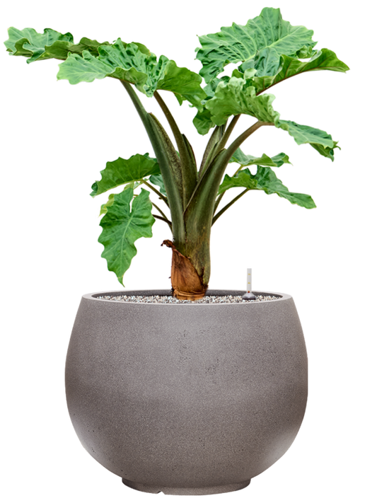 Alocasia 'Low Rider' in Rotunda Urban Office Plant With Pot 90cm Height 39.5cm Dia