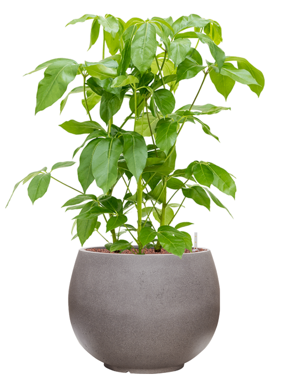 Schefflera actinophylla 'Amate' in Rotunda Urban Office Plant With Pot 109cm Height 39.5cm Dia