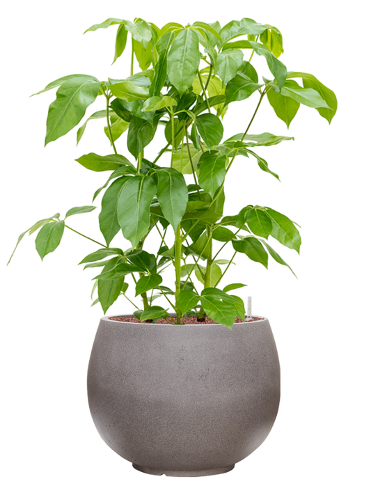 Schefflera actinophylla 'Amate' in Rotunda Urban Office Plant With Pot 109cm Height 39.5cm Dia