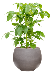 Schefflera actinophylla 'Amate' in Rotunda Urban Office Plant With Pot 109cm Height 39.5cm Dia