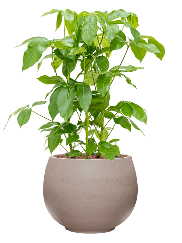 Schefflera actinophylla 'Amate' in Rotunda Urban Office Plant With Pot 109cm Height 39.5cm Dia