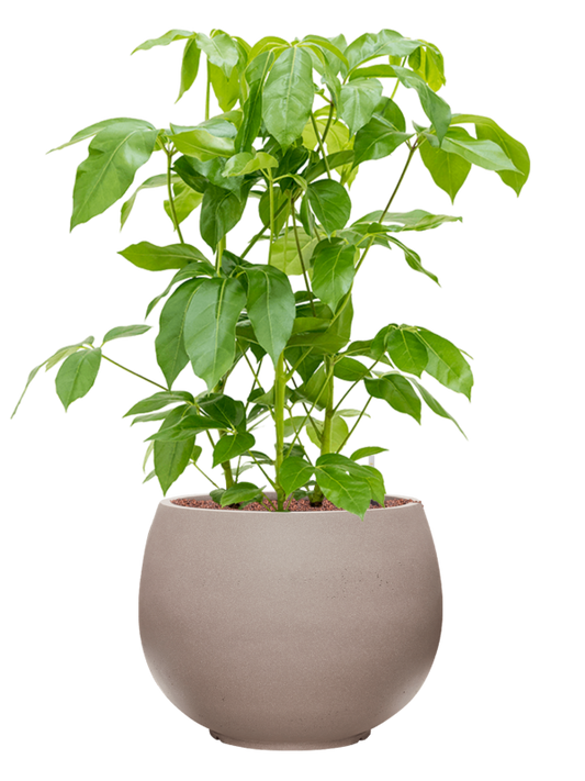 Schefflera actinophylla 'Amate' in Rotunda Urban Office Plant With Pot 109cm Height 39.5cm Dia