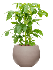 Schefflera actinophylla 'Amate' in Rotunda Urban Office Plant With Pot 109cm Height 39.5cm Dia