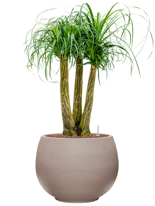 Beaucarnea recurvata in Rotunda Urban Office Plant With Pot 109cm Height 39.5cm Dia