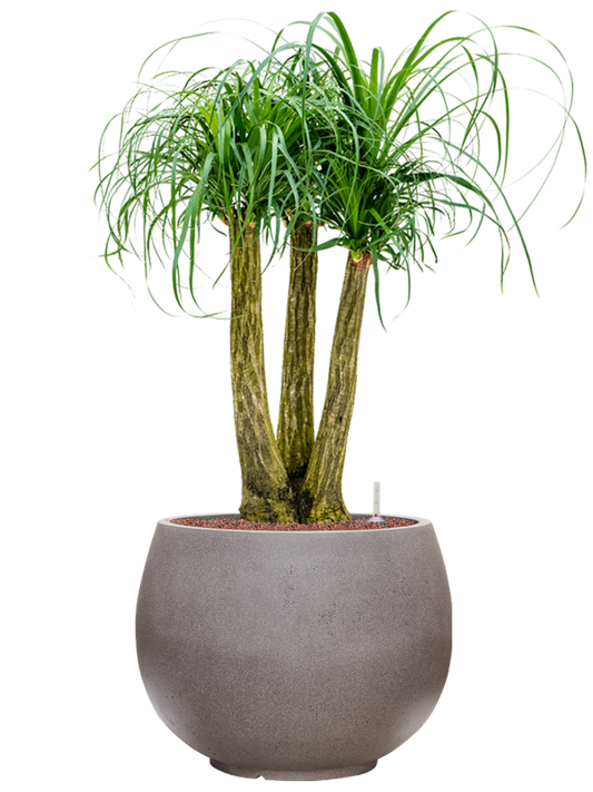 Beaucarnea recurvata in Rotunda Urban Office Plant With Pot 109cm Height 39.5cm Dia