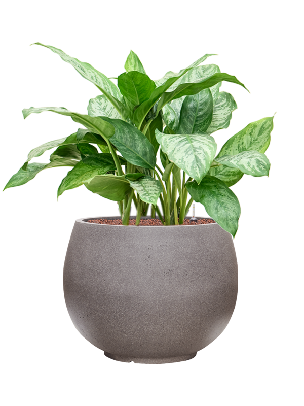 Aglaonema 'Chantal' in Rotunda Urban Office Plant With Pot 84cm Height 39.5cm Dia