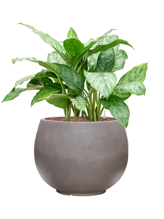 Aglaonema 'Chantal' in Rotunda Urban Office Plant With Pot 84cm Height 39.5cm Dia