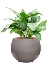 Aglaonema 'Chantal' in Rotunda Urban Office Plant With Pot 84cm Height 39.5cm Dia