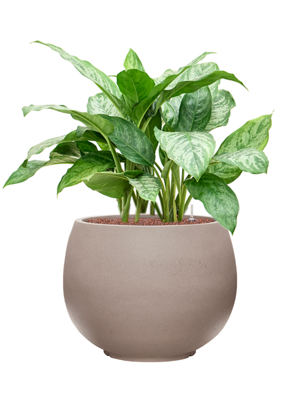 Aglaonema 'Chantal' in Rotunda Urban Office Plant With Pot 84cm Height 39.5cm Dia