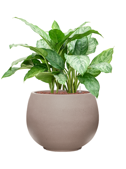 Aglaonema 'Chantal' in Rotunda Urban Office Plant With Pot 84cm Height 39.5cm Dia