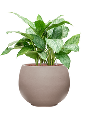 Aglaonema 'Chantal' in Rotunda Urban Office Plant With Pot 84cm Height 39.5cm Dia