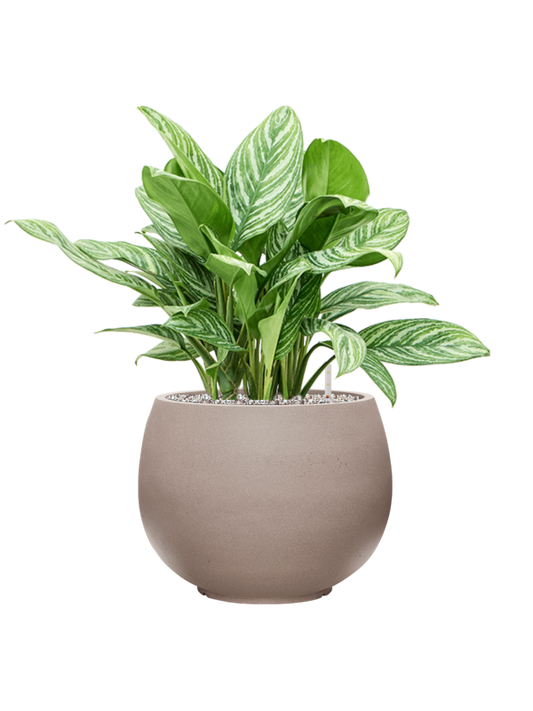 Aglaonema 'Stripes' in Rotunda Urban Office Plant With Pot 72cm Height 30.5cm Dia