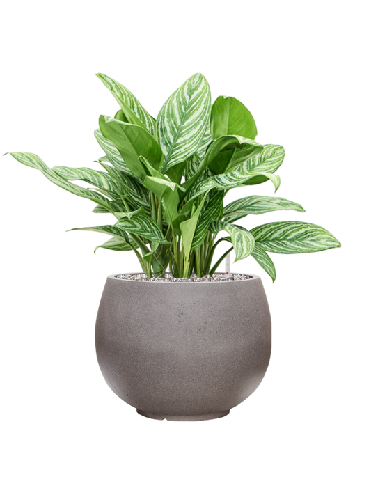 Aglaonema 'Stripes' in Rotunda Urban Office Plant With Pot 72cm Height 30.5cm Dia