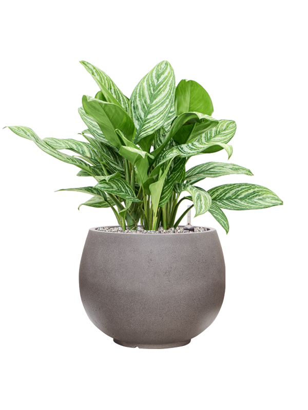 Aglaonema 'Stripes' in Rotunda Urban Office Plant With Pot 72cm Height 30.5cm Dia