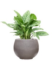 Aglaonema 'Stripes' in Rotunda Urban Office Plant With Pot 72cm Height 30.5cm Dia