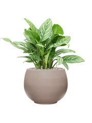 Aglaonema 'Stripes' in Rotunda Urban Office Plant With Pot 72cm Height 30.5cm Dia