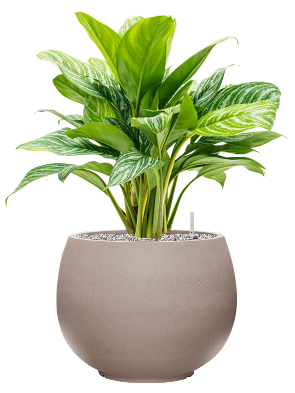 Aglaonema 'Stripes' in Rotunda Urban Office Plant With Pot 75cm Height 30.5cm Dia