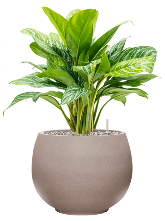 Aglaonema 'Stripes' in Rotunda Urban Office Plant With Pot 75cm Height 30.5cm Dia