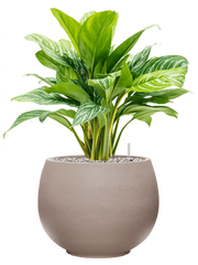 Aglaonema 'Stripes' in Rotunda Urban Office Plant With Pot 75cm Height 30.5cm Dia