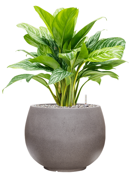 Aglaonema 'Stripes' in Rotunda Urban Office Plant With Pot 75cm Height 30.5cm Dia