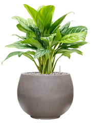 Aglaonema 'Stripes' in Rotunda Urban Office Plant With Pot 75cm Height 30.5cm Dia