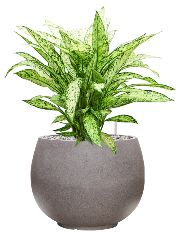 Dieffenbachia 'Vesuvius' in Rotunda Urban Office Plant With Pot 70cm Height 30.5cm Dia