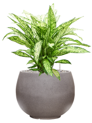 Dieffenbachia 'Vesuvius' in Rotunda Urban Office Plant With Pot 70cm Height 30.5cm Dia