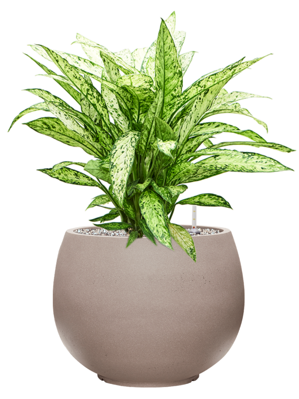 Dieffenbachia 'Vesuvius' in Rotunda Urban Office Plant With Pot 70cm Height 30.5cm Dia