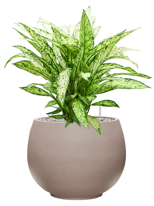 Dieffenbachia 'Vesuvius' in Rotunda Urban Office Plant With Pot 70cm Height 30.5cm Dia