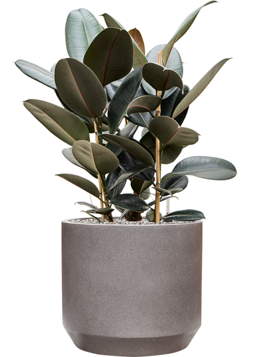 Ficus elastica 'Abidjan' in Rotunda Urban Office Plant With Pot 89cm Height 30cm Dia