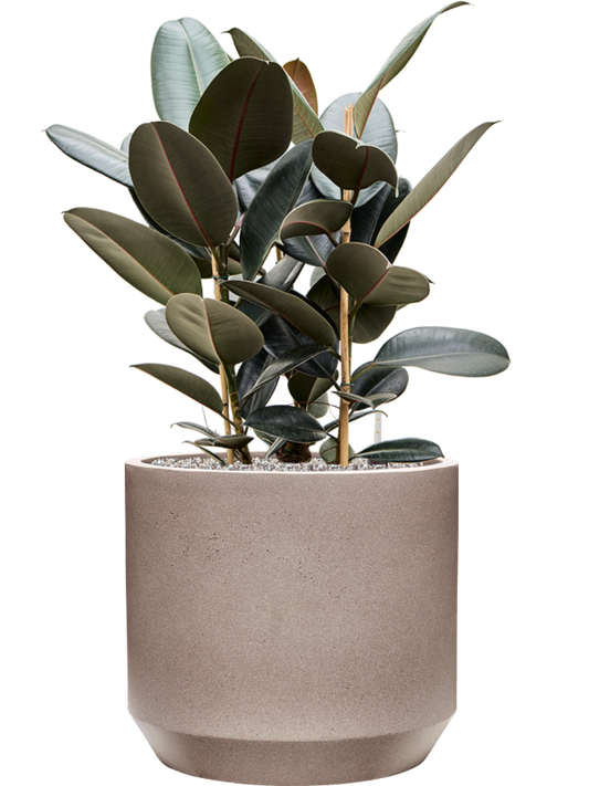 Ficus elastica 'Abidjan' in Rotunda Urban Office Plant With Pot 93cm Height 41cm Dia