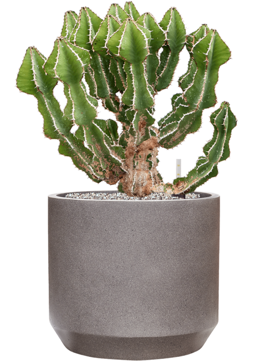 Euphorbia fortissima (65-75) in Rotunda Urban Office Plant With Pot 74cm Height 30cm Dia