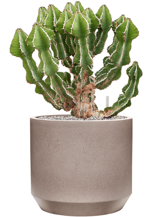 Euphorbia fortissima (65-75) in Rotunda Urban Office Plant With Pot 74cm Height 30cm Dia