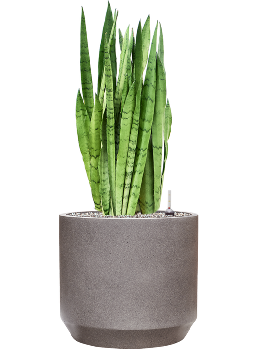 Sansevieria trifasciata 'Silver Mist' in Rotunda Urban Office Plant With Pot 88cm Height 30cm Dia