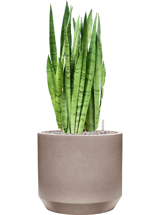 Sansevieria trifasciata 'Silver Mist' in Rotunda Urban Office Plant With Pot 88cm Height 30cm Dia