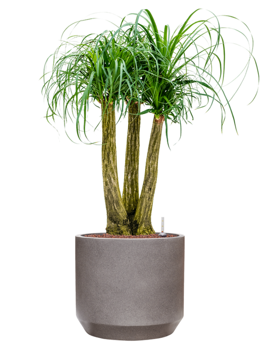 Beaucarnea recurvata in Rotunda Urban Office Plant With Pot 107cm Height 30cm Dia