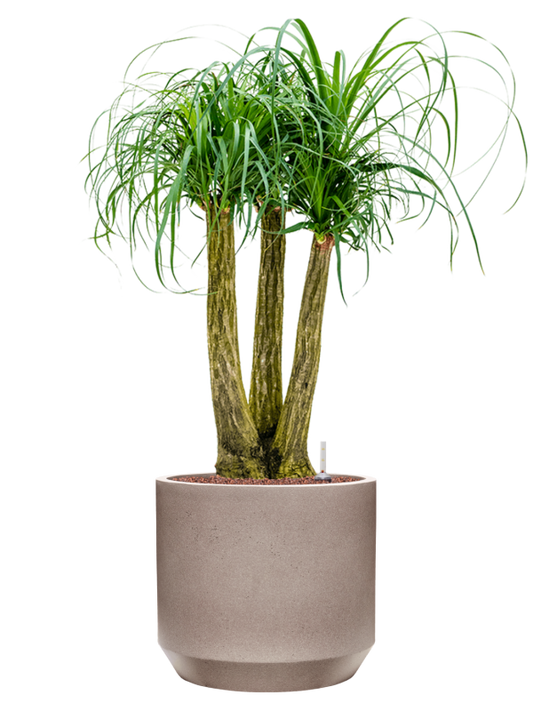 Beaucarnea recurvata in Rotunda Urban Office Plant With Pot 107cm Height 30cm Dia