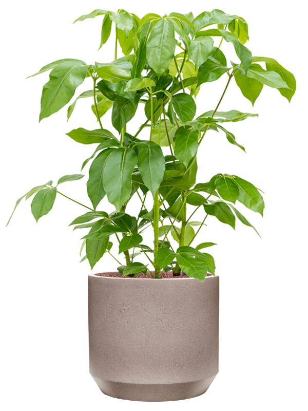 Schefflera actinophylla 'Amate' in Rotunda Urban Office Plant With Pot 106cm Height 30cm Dia