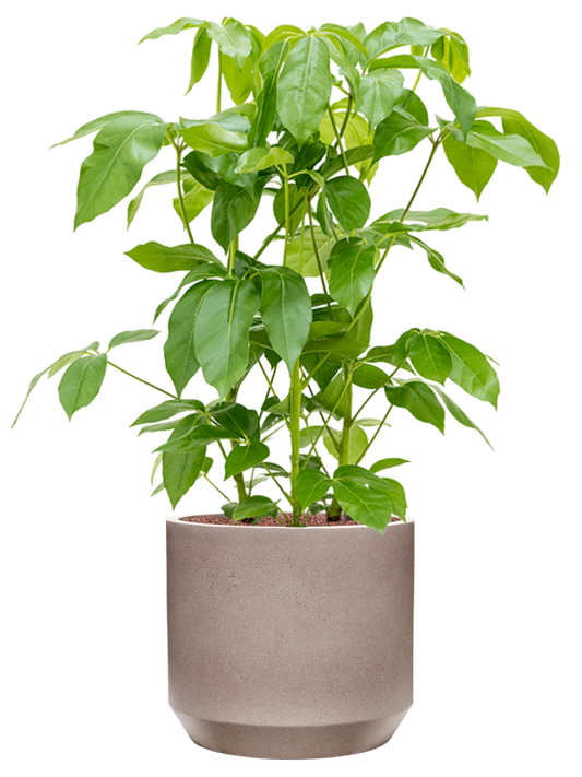 Schefflera actinophylla 'Amate' in Rotunda Urban Office Plant With Pot 106cm Height 30cm Dia