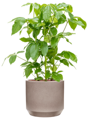 Schefflera actinophylla 'Amate' in Rotunda Urban Office Plant With Pot 106cm Height 30cm Dia